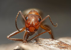 Formica truncorum