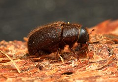 Dendroctonus micans