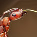 Blood-red Field Ant - Photo (c) Bo Valeur, some rights reserved (CC BY-NC), uploaded by Bo Valeur