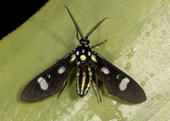 Leucotmemis nexa