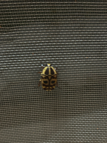 Pachnoda cordata