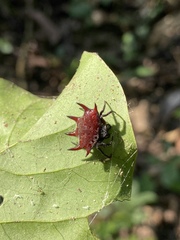 Gasteracantha curvispina