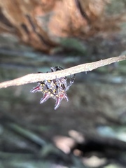 Gasteracantha curvispina