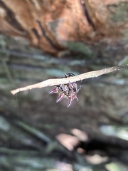 Gasteracantha curvispina