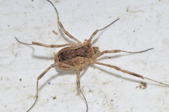 Lacinius ephippiatus