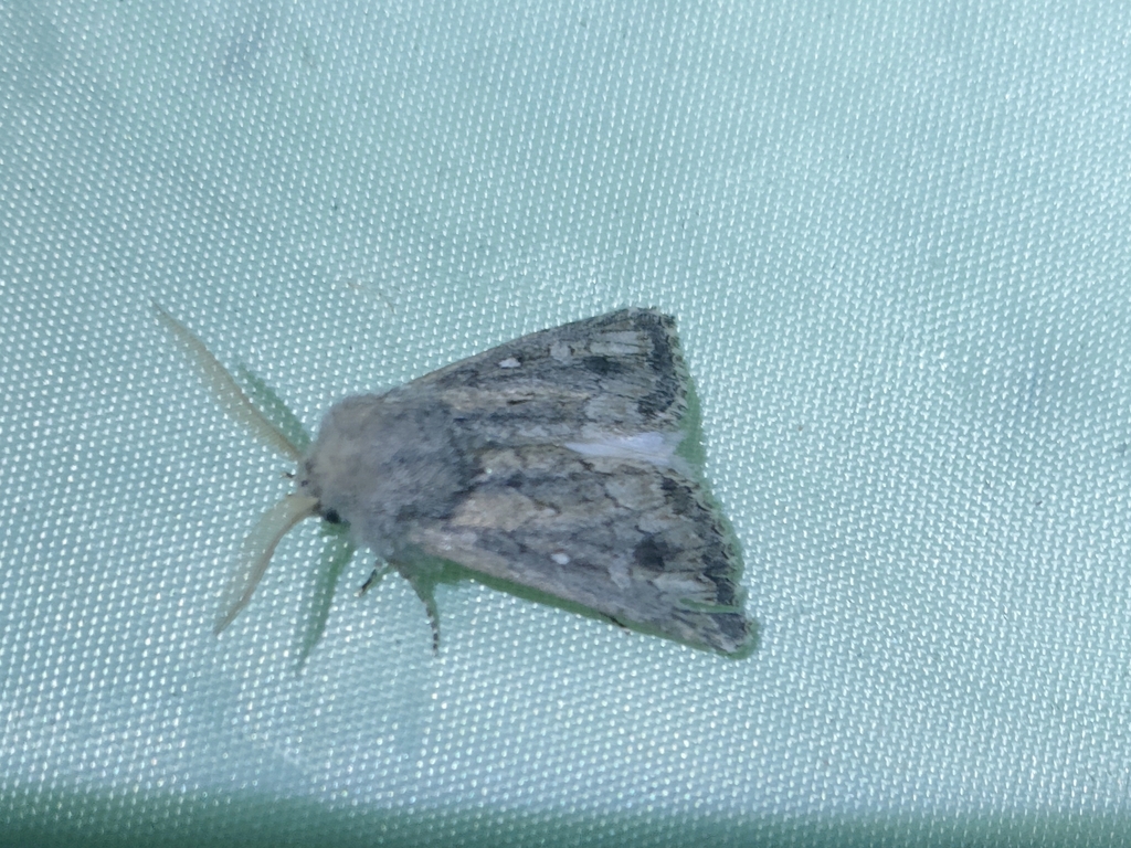 Eremopola lenis