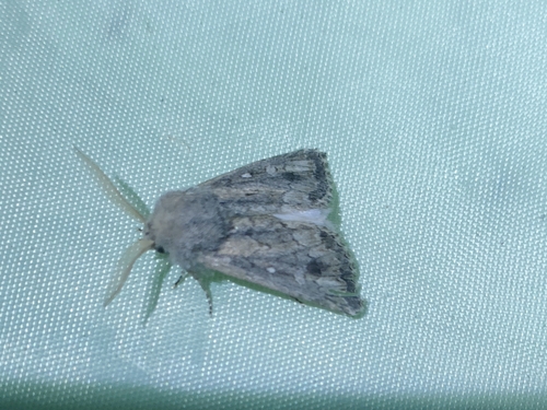 Eremopola lenis