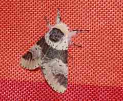 Furcula scolopendrina