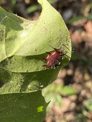 Gasteracantha curvispina