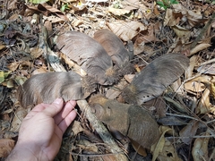 (c) Celso Henrique Varela Rios, some rights reserved (CC BY) Centrolobium tomentosum, photograph (c) Celso Henrique Varela Rios, some rights reserved (CC BY)
