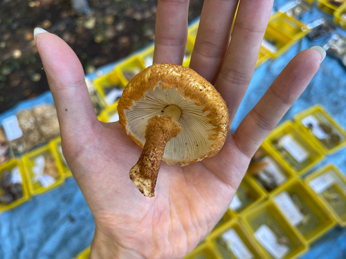 Leucopholiota decorosa