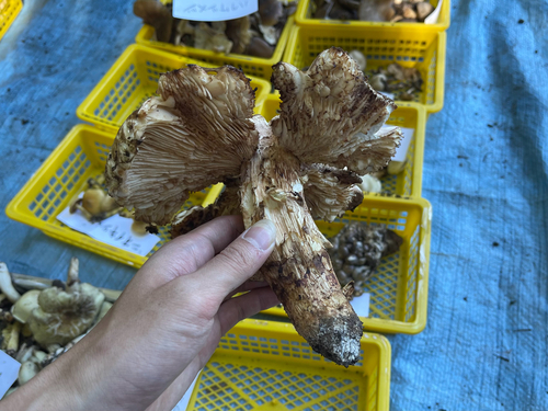 Tricholoma matsutake