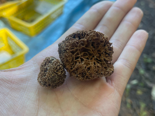 Gautieria morchelliformis