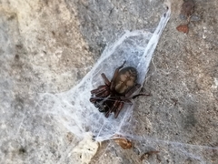 Callobius claustrarius