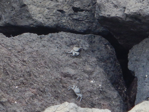 East Atlantic Sally Lightfoot Crab, Horta, Açores, Portugal, photo 6 of 10
