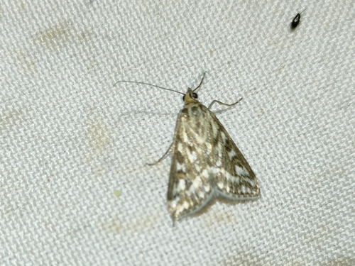 Loxostege comptalis