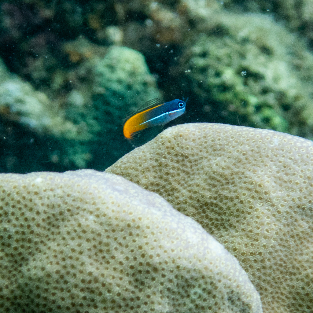 Derawan Combtooth Blenny