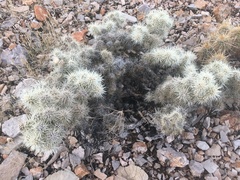 Cylindropuntia multigeniculata
