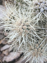 Cylindropuntia multigeniculata