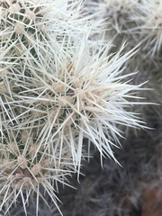 Cylindropuntia multigeniculata