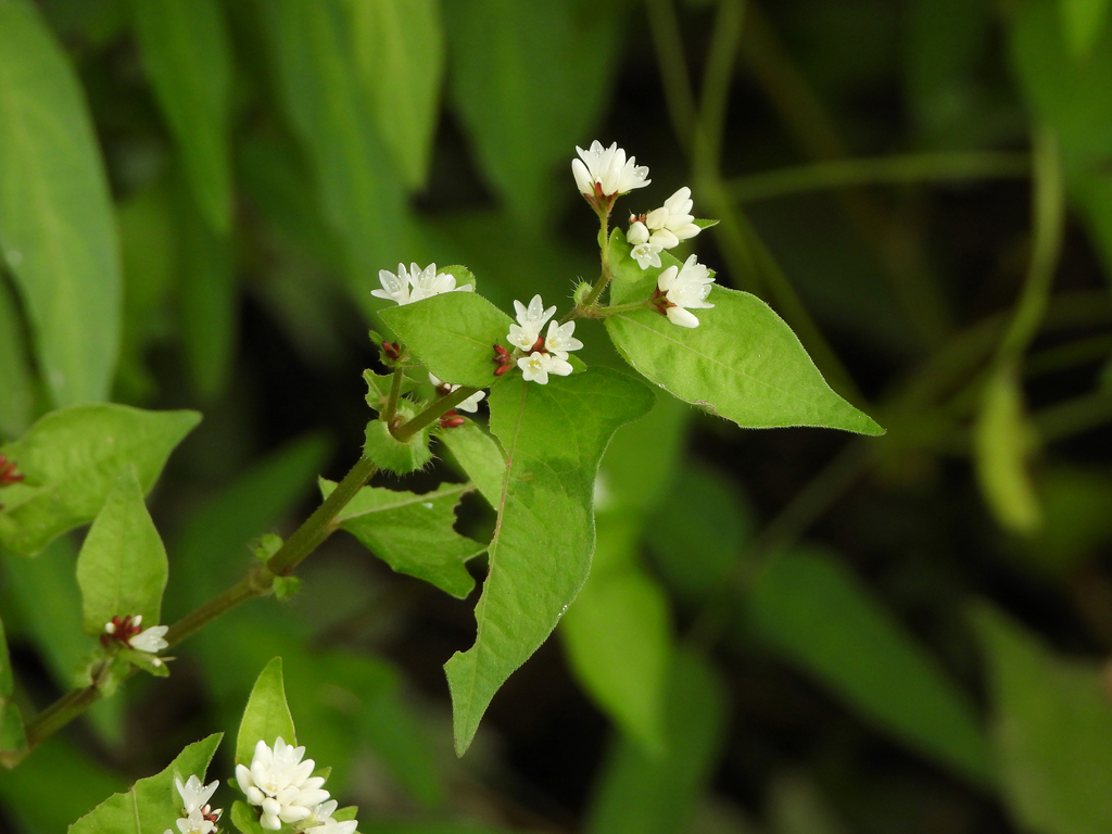 Thunberg’s smartweed