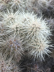 Cylindropuntia multigeniculata