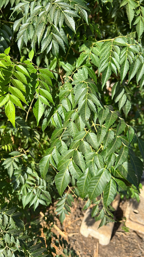 Chinaberry