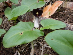 Arisarum