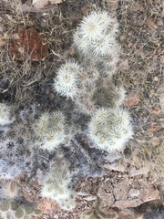Cylindropuntia multigeniculata
