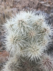 Cylindropuntia multigeniculata