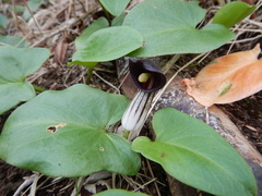 Arisarum