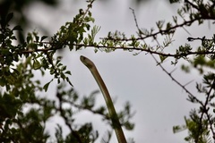 Dendroaspis polylepis