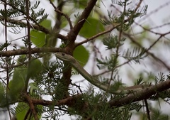 Dendroaspis polylepis