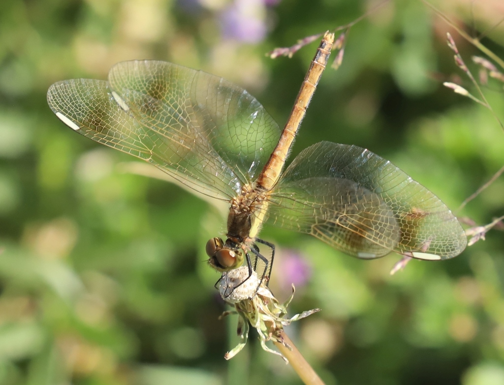 Banded Darter from Zereg, Khovd, Mongolia on August 7, 2025 at 04:47 PM ...