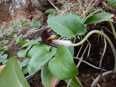 Arisarum