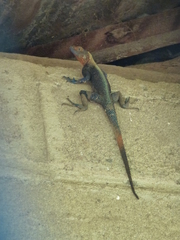 Agama lebretoni