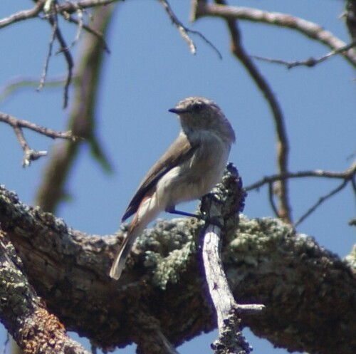 Chestnut-rumped Thornbill