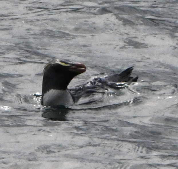 Fiordland crested penguin swimming at the surface with its yellow crest showing