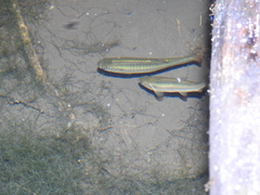 Lebiasina bimaculata