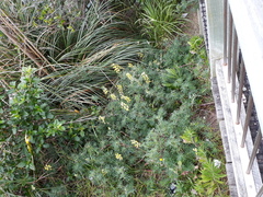 Lupinus arboreus