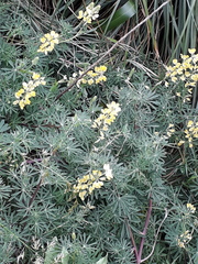 Lupinus arboreus