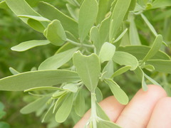 Salvadora australis