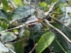Argiope flavipalpis