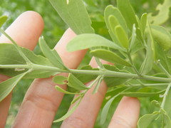 Salvadora australis
