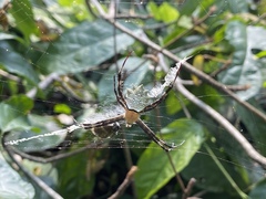 Argiope flavipalpis