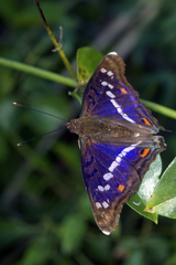 Doxocopa thoe