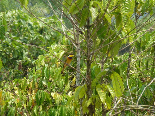 Blue-breasted Bee-eater