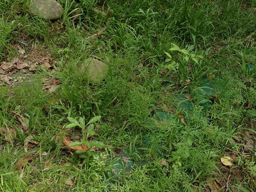 Pogonatherum crinitum, photograph 3