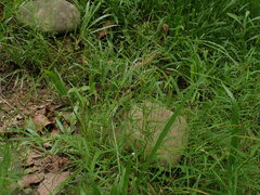 (c) chiuluan, some rights reserved (CC BY) Pogonatherum crinitum, photograph (c) chiuluan, some rights reserved (CC BY)
