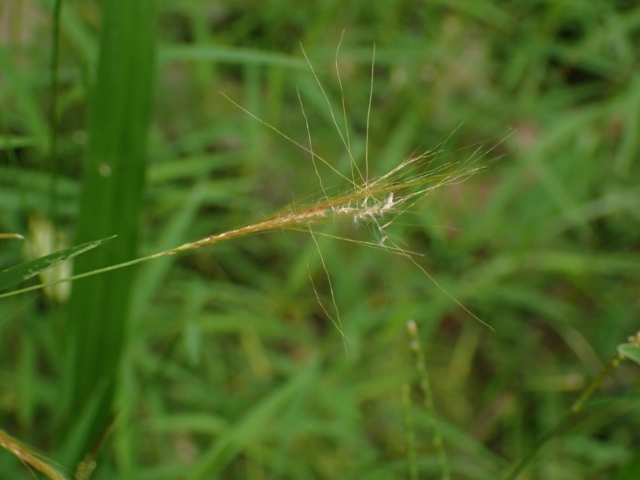 Pogonatherum Crinitum (Pogonatherum crinitum)
